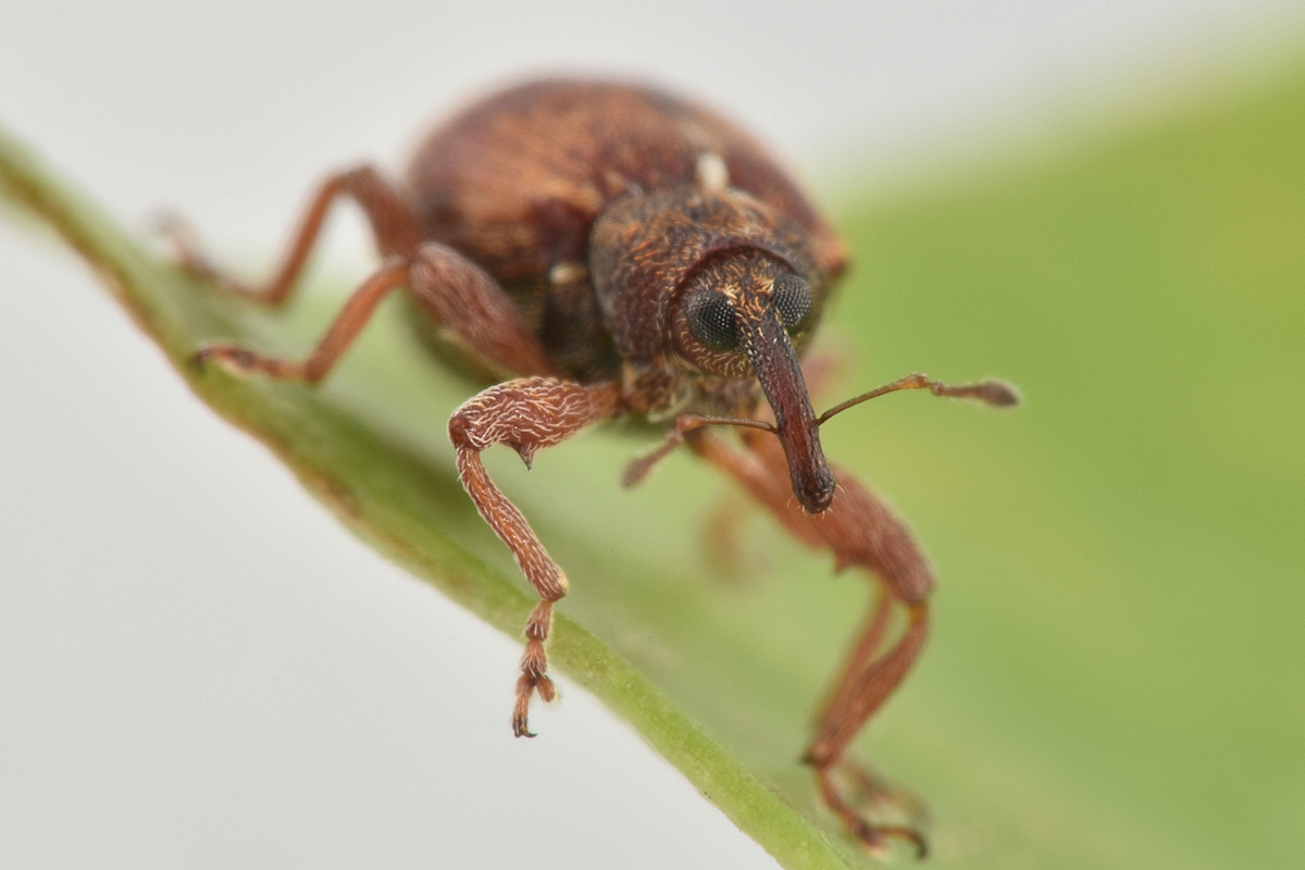 Curculionidae: Anthonomus pedicularius? Si.